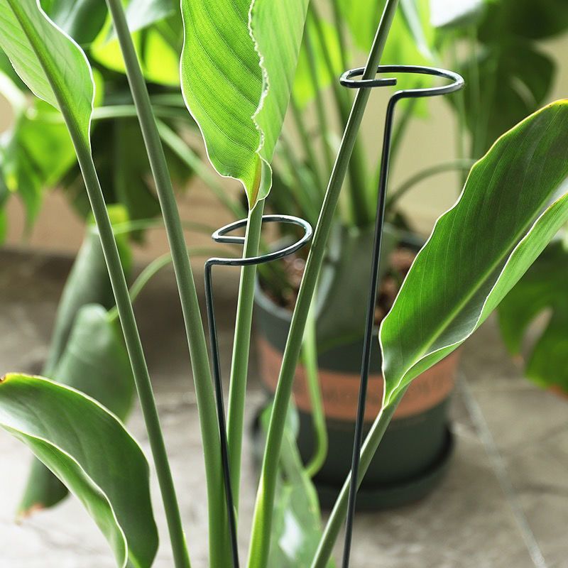 1/10pcs Garden Support Stake R - Florist Supp incelemesi ve fiyatı